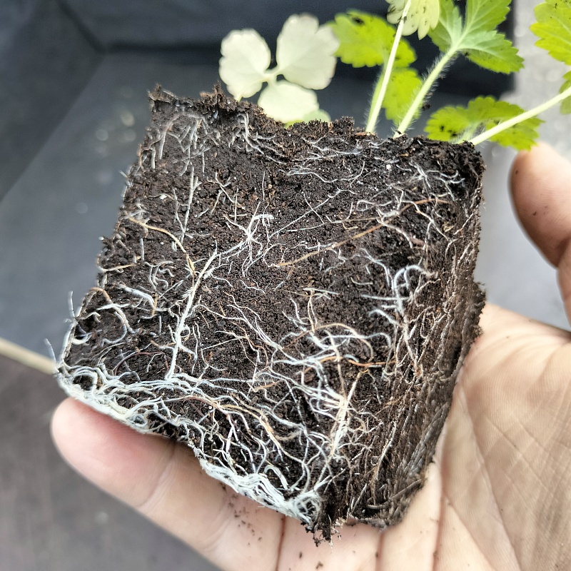 Хионодокса Пинк Гиант 1 шт Р9